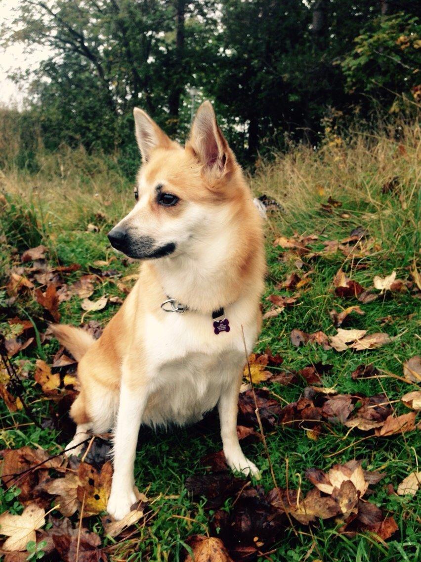 Islandsk fårehund Freja billede 7