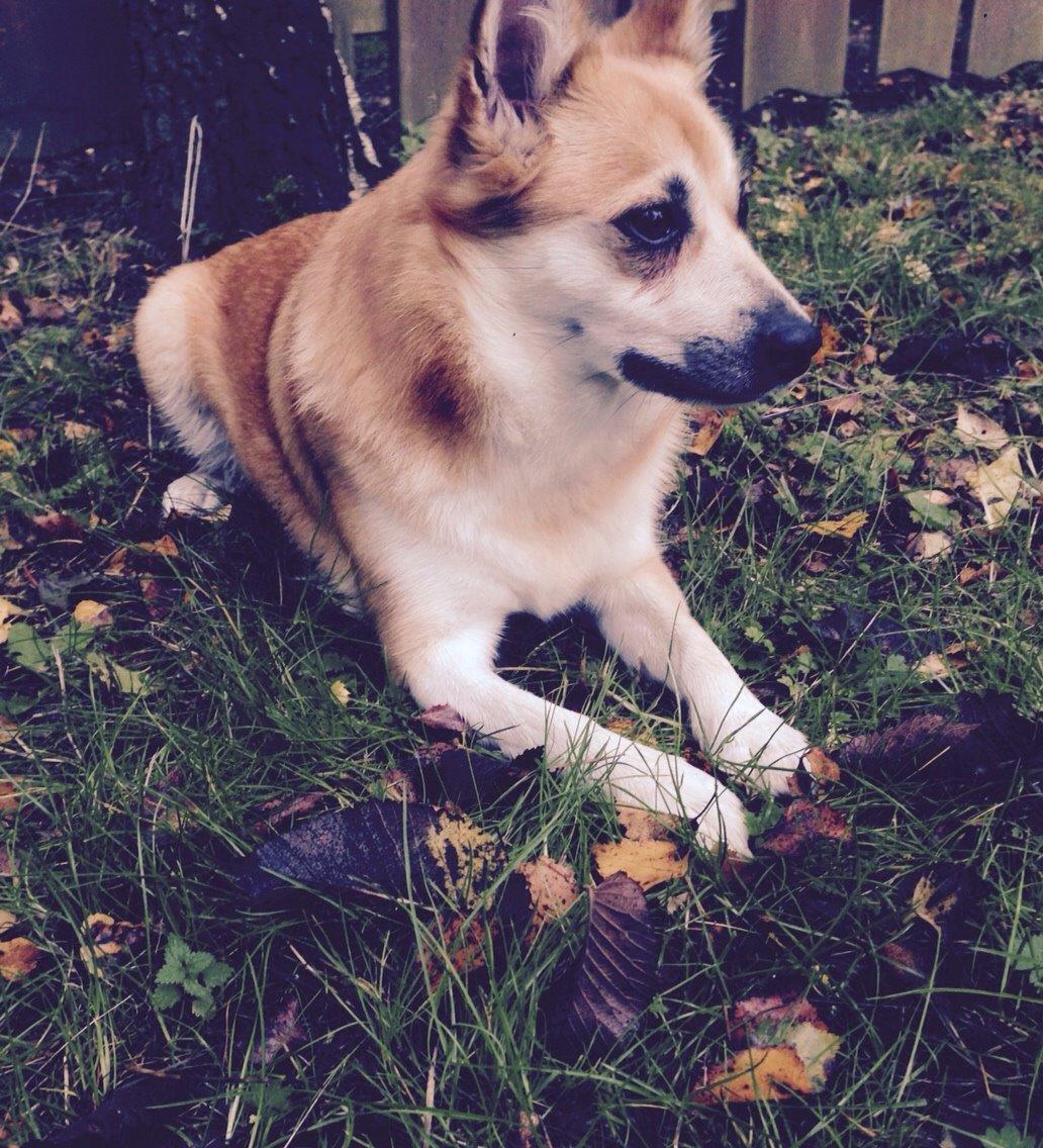 Islandsk fårehund Freja billede 8