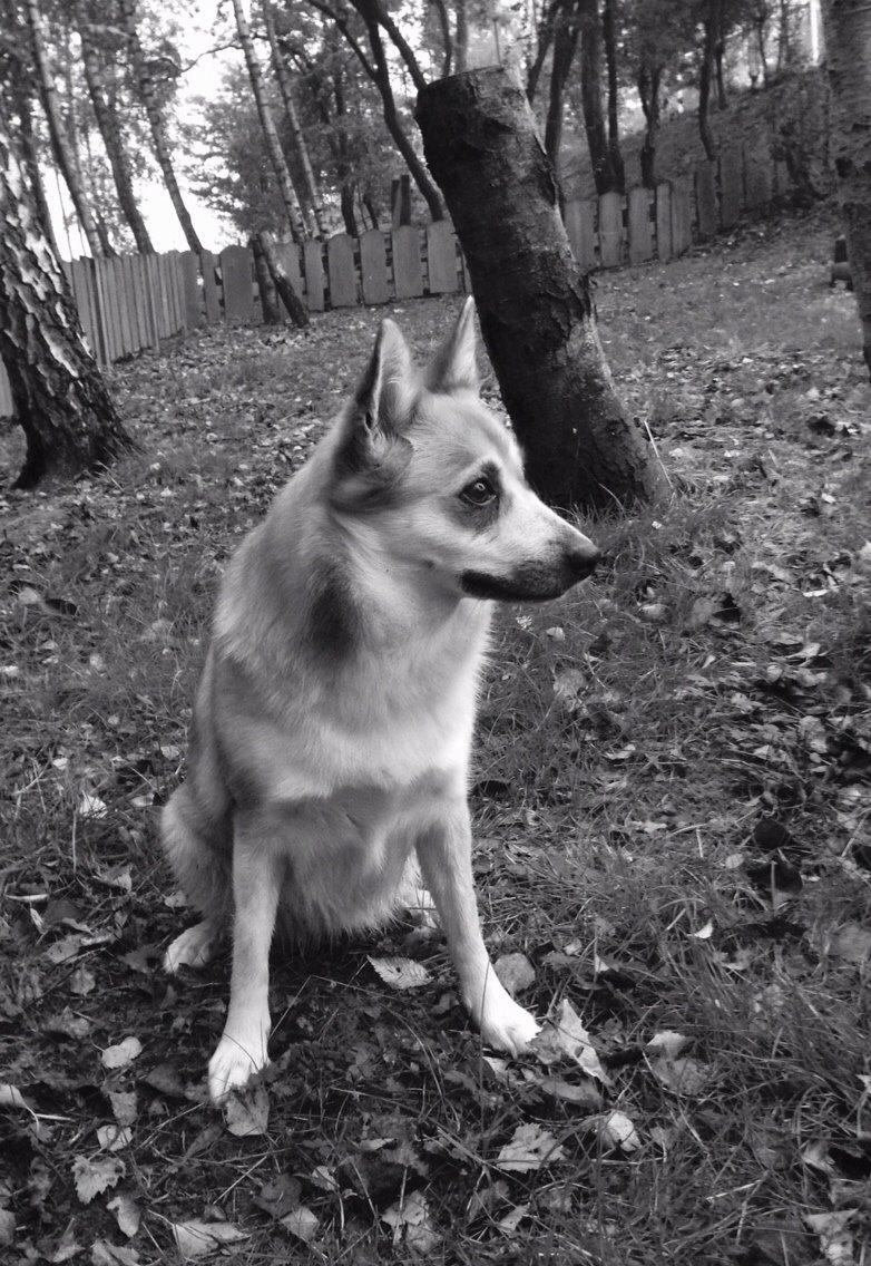 Islandsk fårehund Freja billede 9