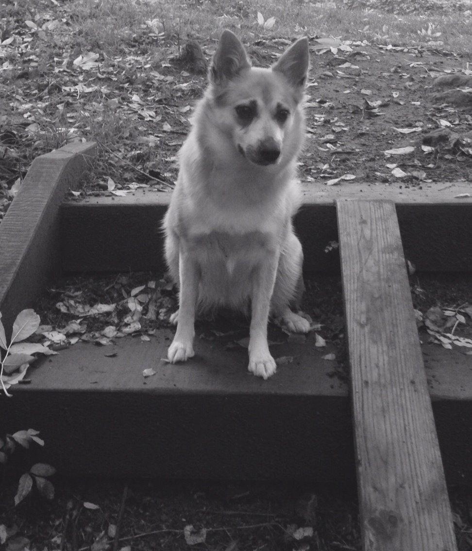 Islandsk fårehund Freja billede 10