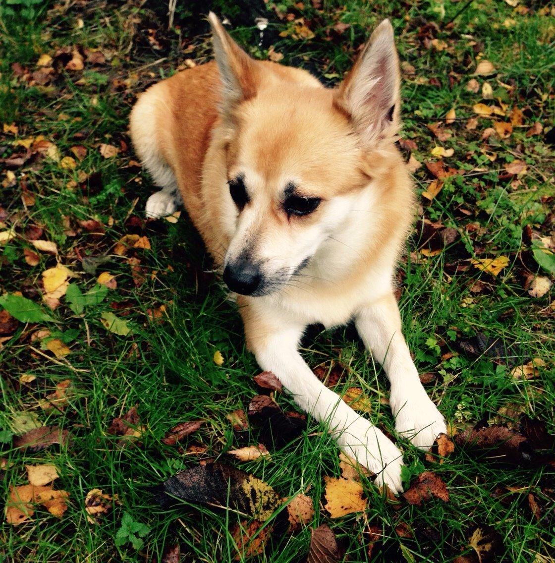 Islandsk fårehund Freja billede 11