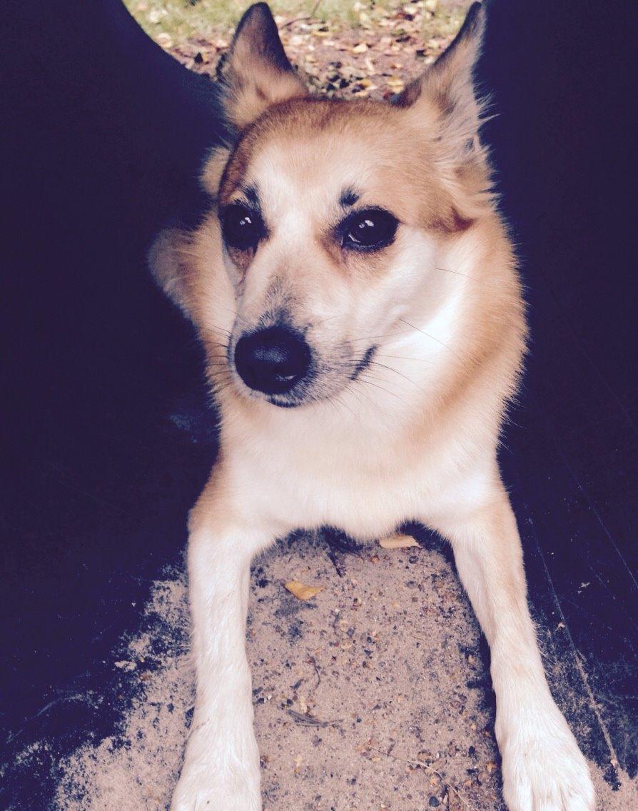 Islandsk fårehund Freja billede 12