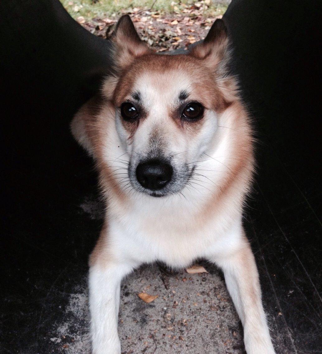 Islandsk fårehund Freja billede 13