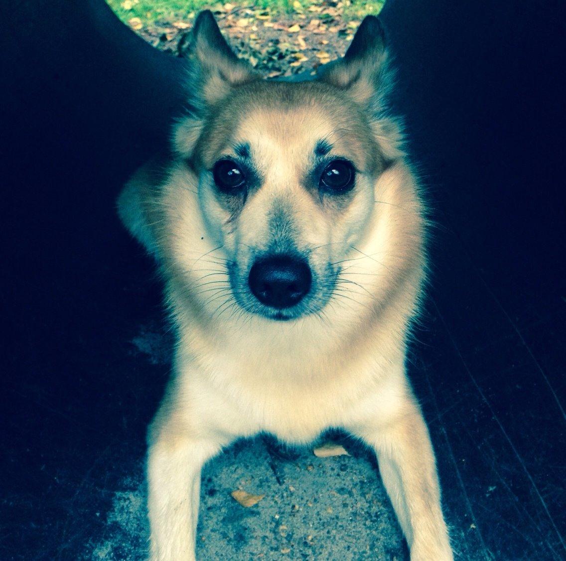 Islandsk fårehund Freja billede 14