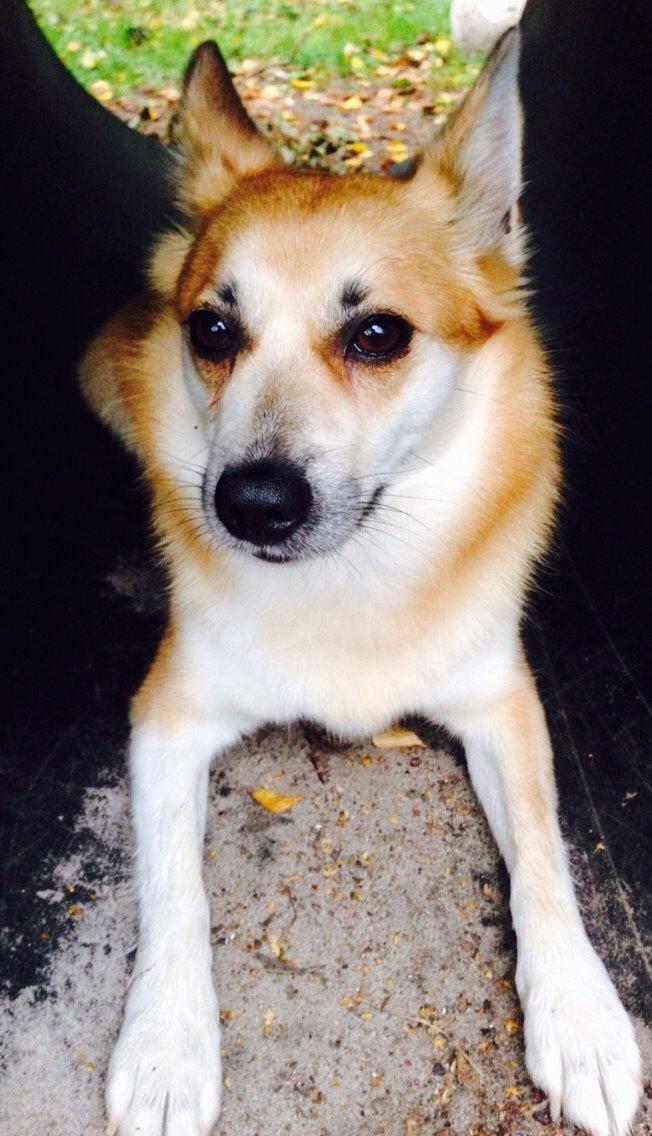 Islandsk fårehund Freja billede 15