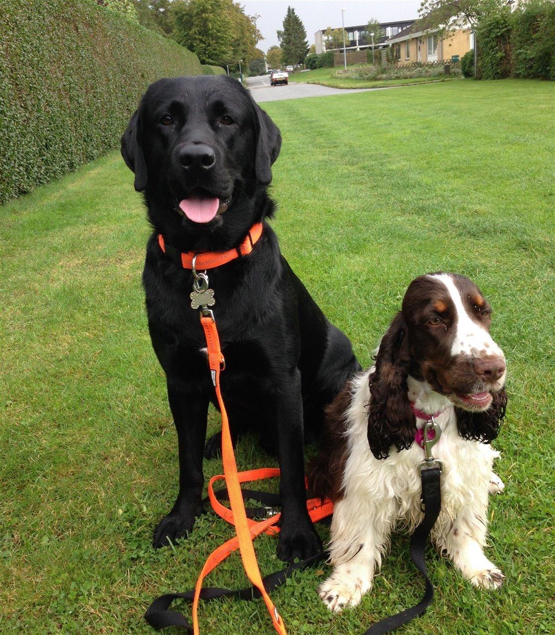 Cocker spaniel Bella  billede 7