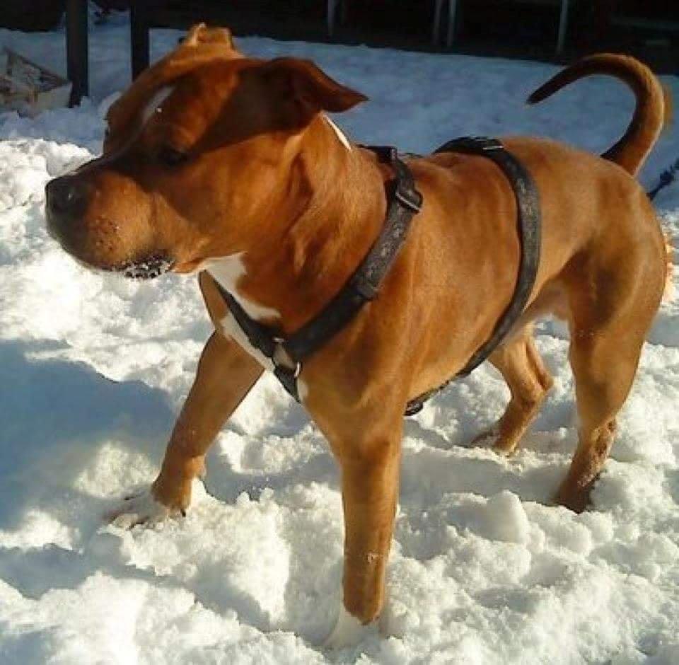 Amerikansk staffordshire terrier King billede 21