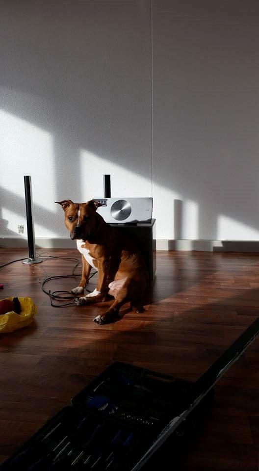 Amerikansk staffordshire terrier King billede 22