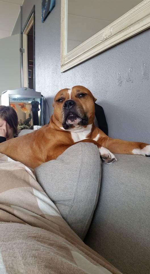 Amerikansk staffordshire terrier King billede 23