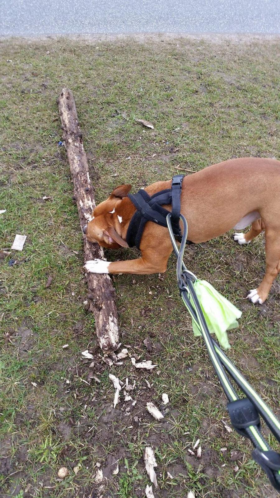 Amerikansk staffordshire terrier King billede 24