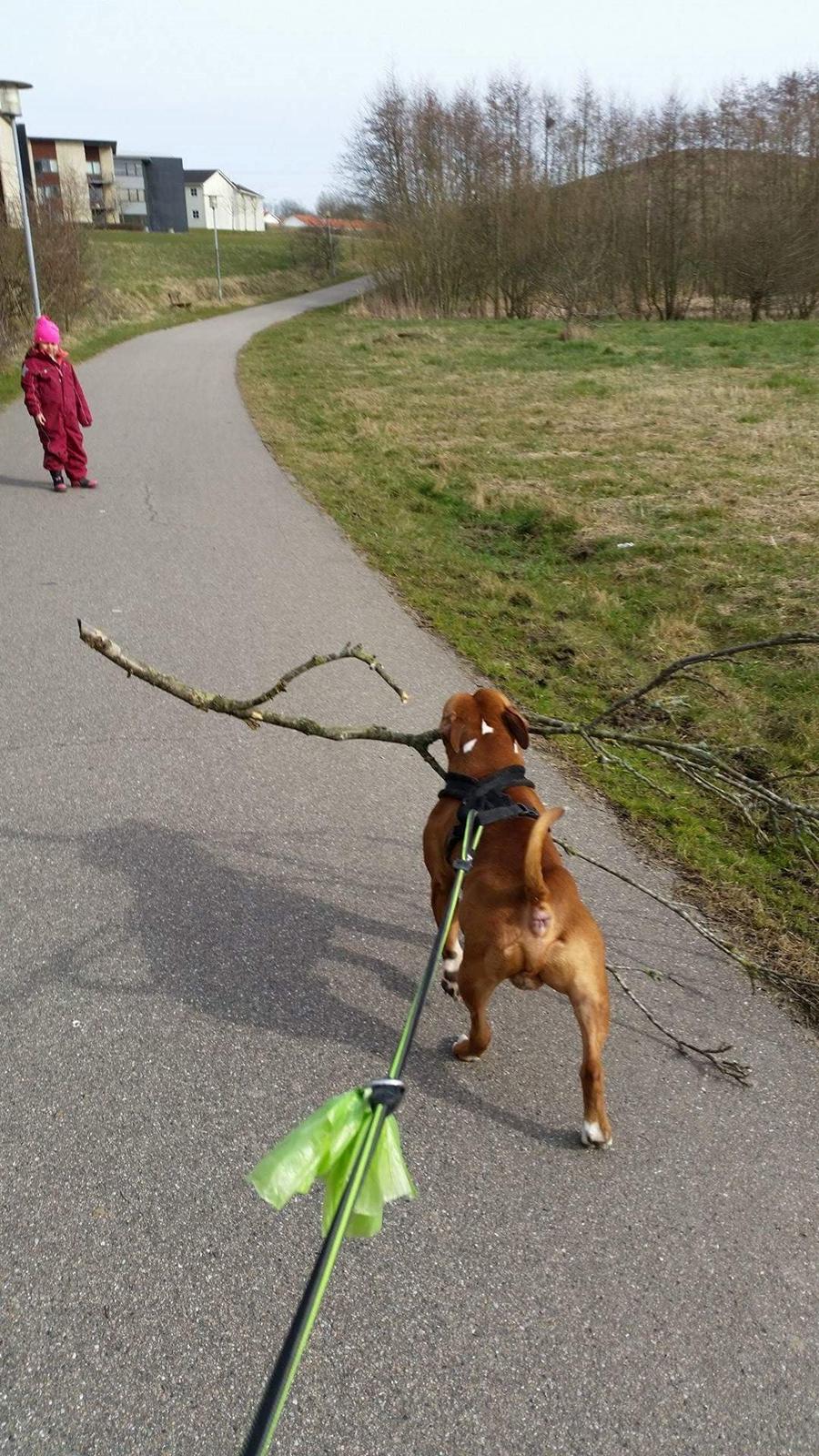 Amerikansk staffordshire terrier King billede 25