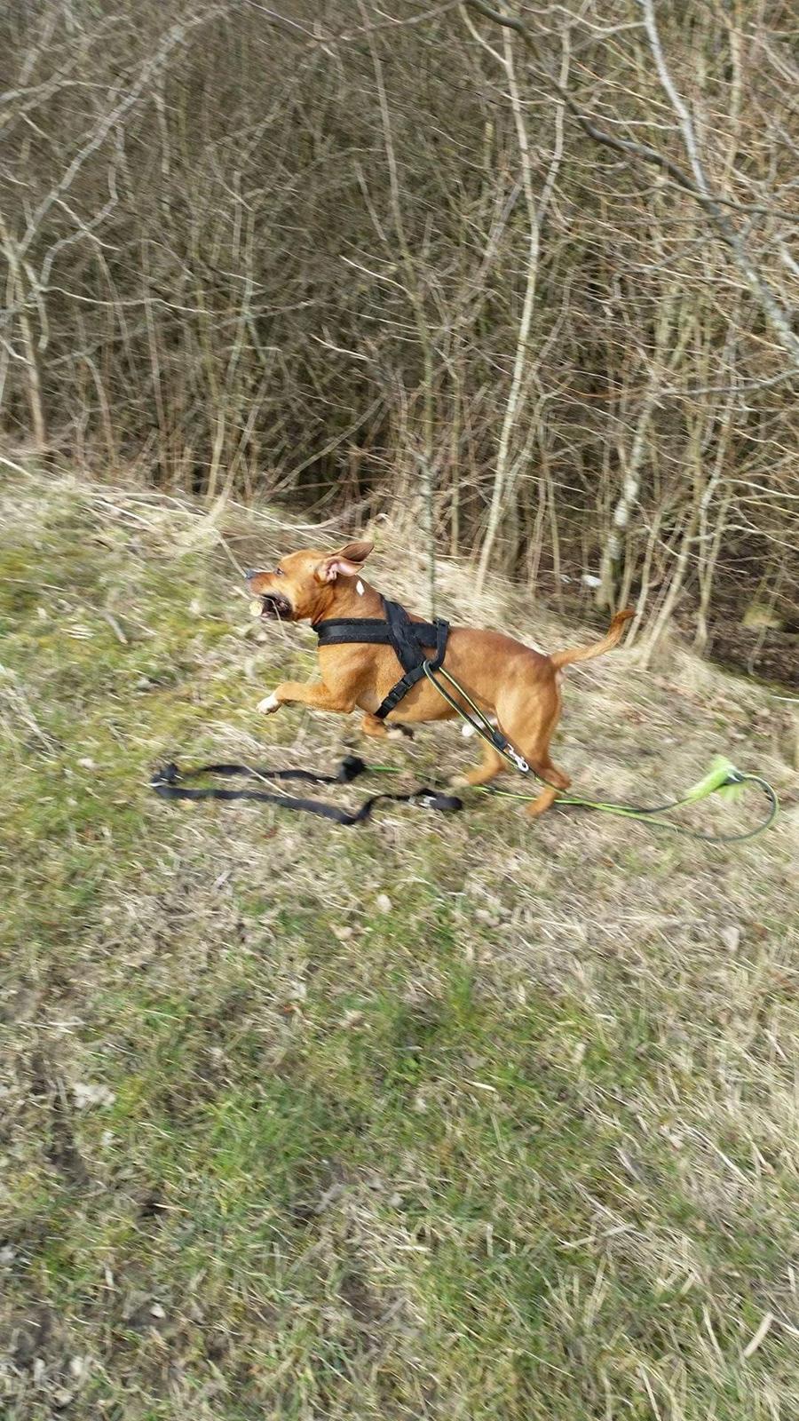 Amerikansk staffordshire terrier King billede 26