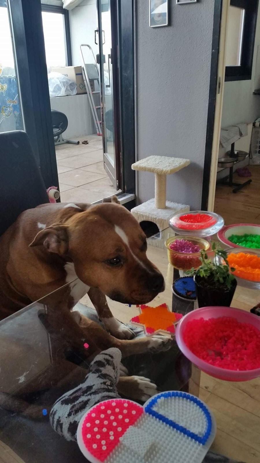 Amerikansk staffordshire terrier King billede 27