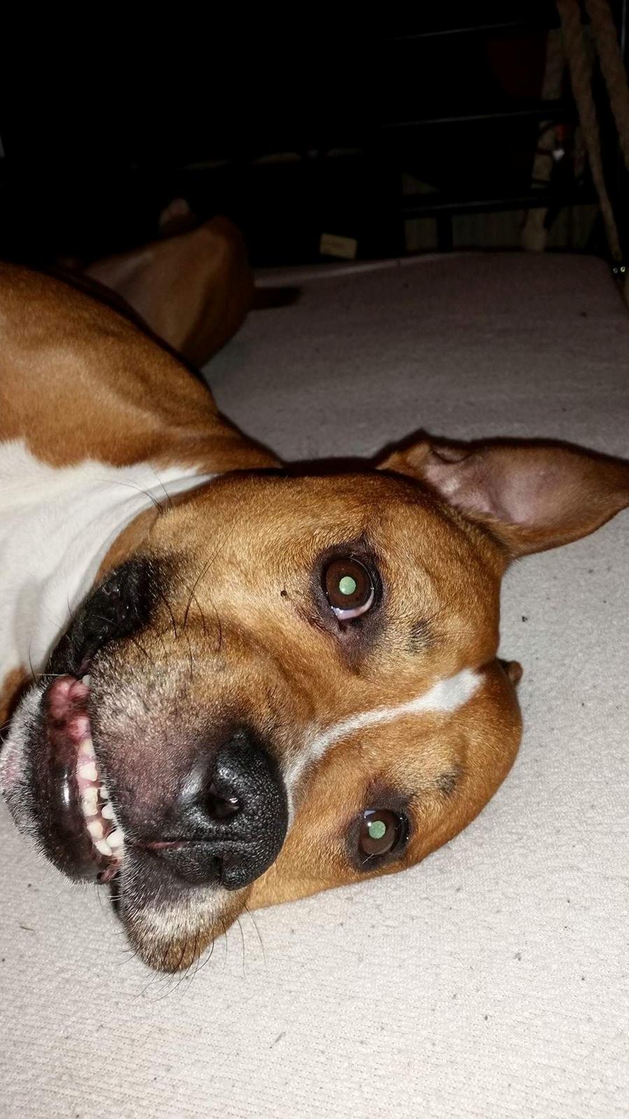 Amerikansk staffordshire terrier King billede 28