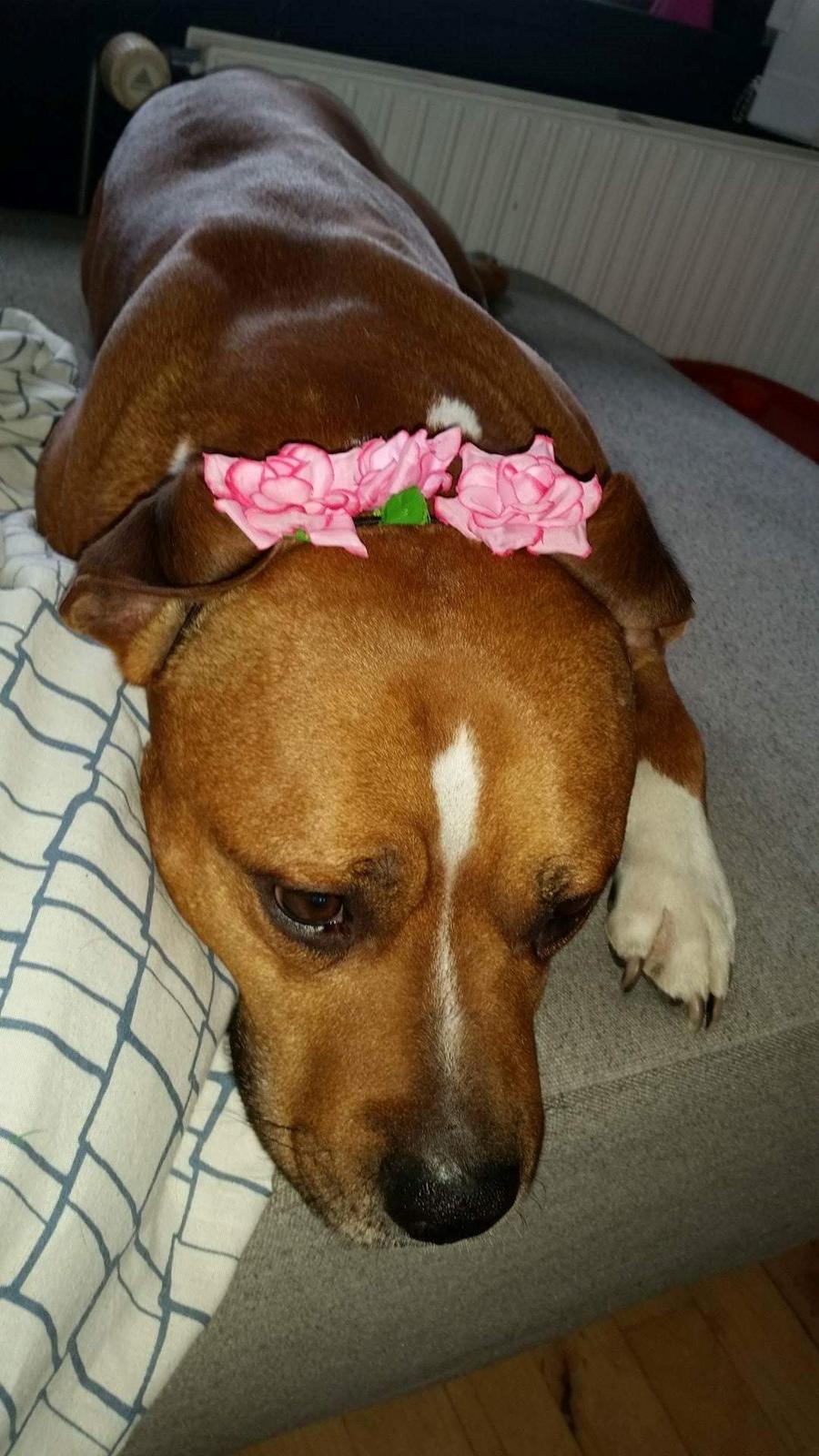 Amerikansk staffordshire terrier King billede 29