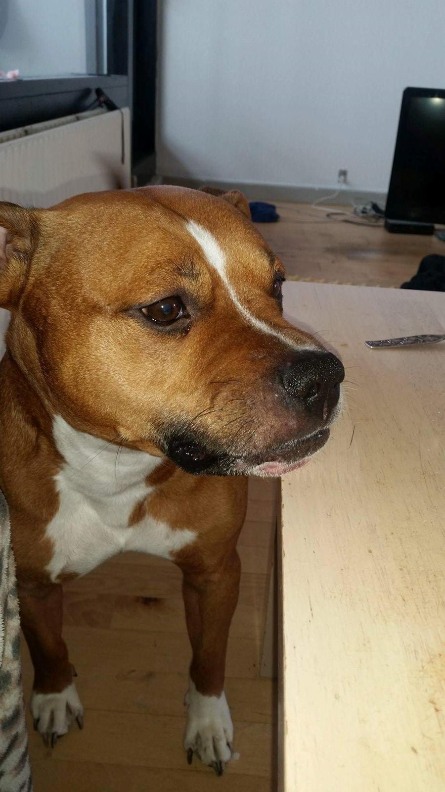 Amerikansk staffordshire terrier King billede 32