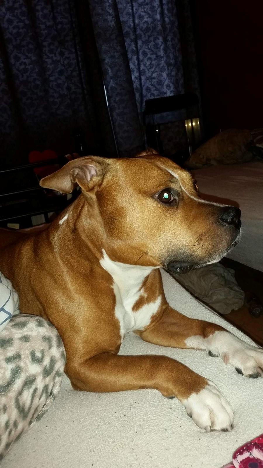 Amerikansk staffordshire terrier King billede 30