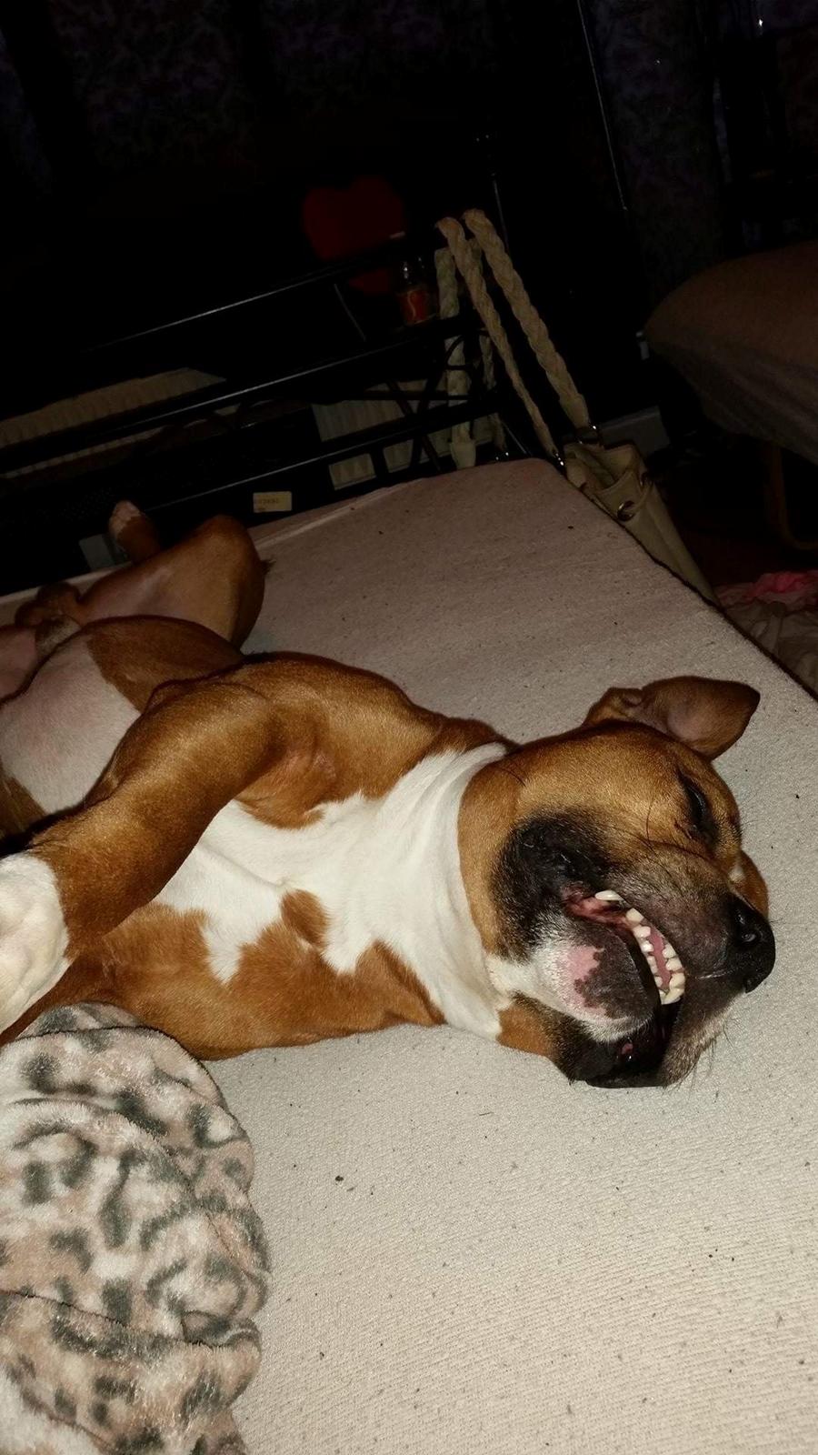 Amerikansk staffordshire terrier King billede 31