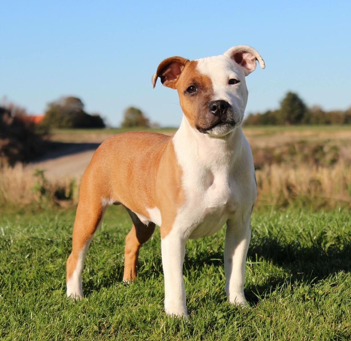 Staffordshire bull terrier *TwoFace* billede 22