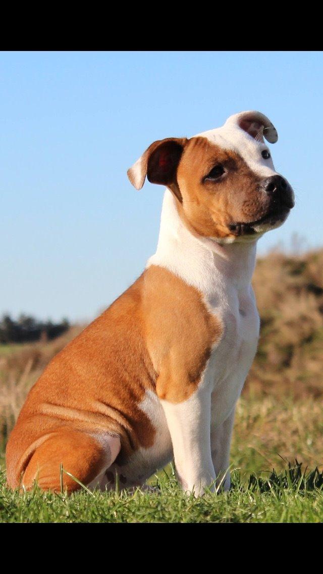 Staffordshire bull terrier *TwoFace* billede 23