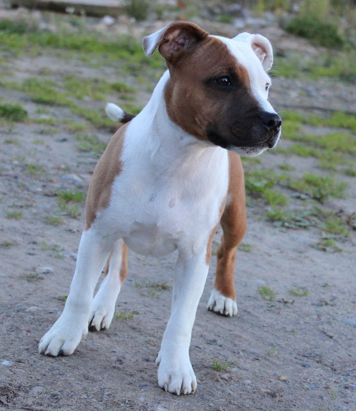 Staffordshire bull terrier *TwoFace* billede 25