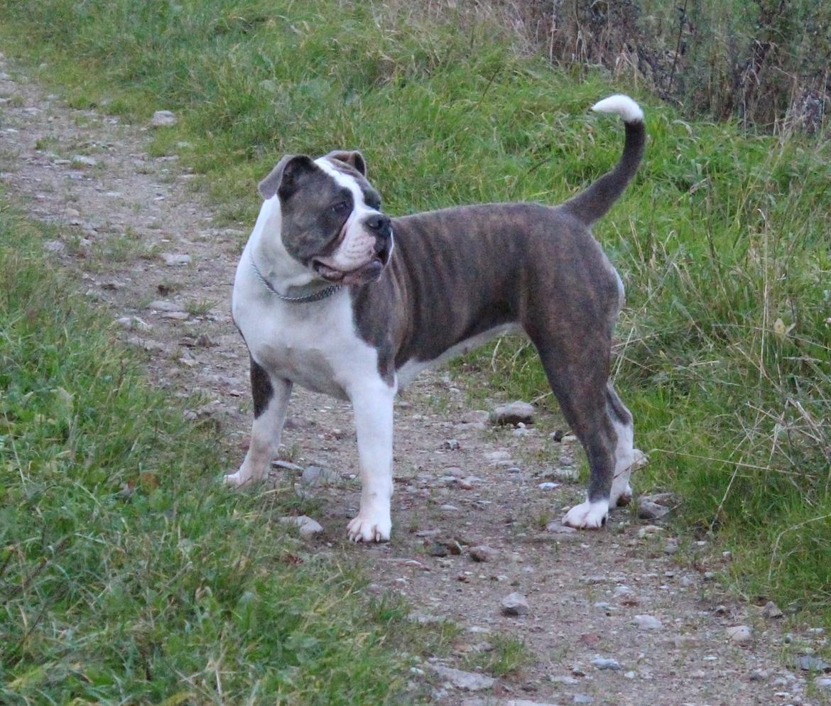 Olde english bulldogge DiamondBulls Anastasia aka "Åse" - 11 mdr billede 45