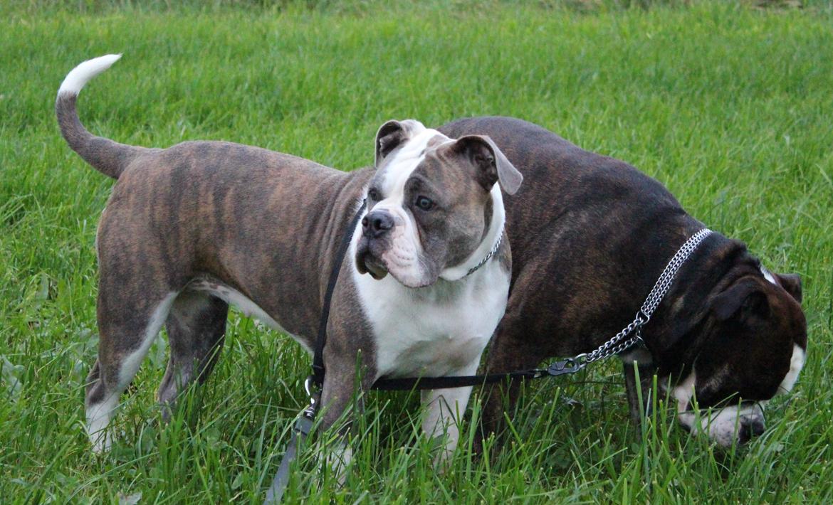 Olde english bulldogge DiamondBulls Anastasia aka "Åse" - 11 mdr billede 46