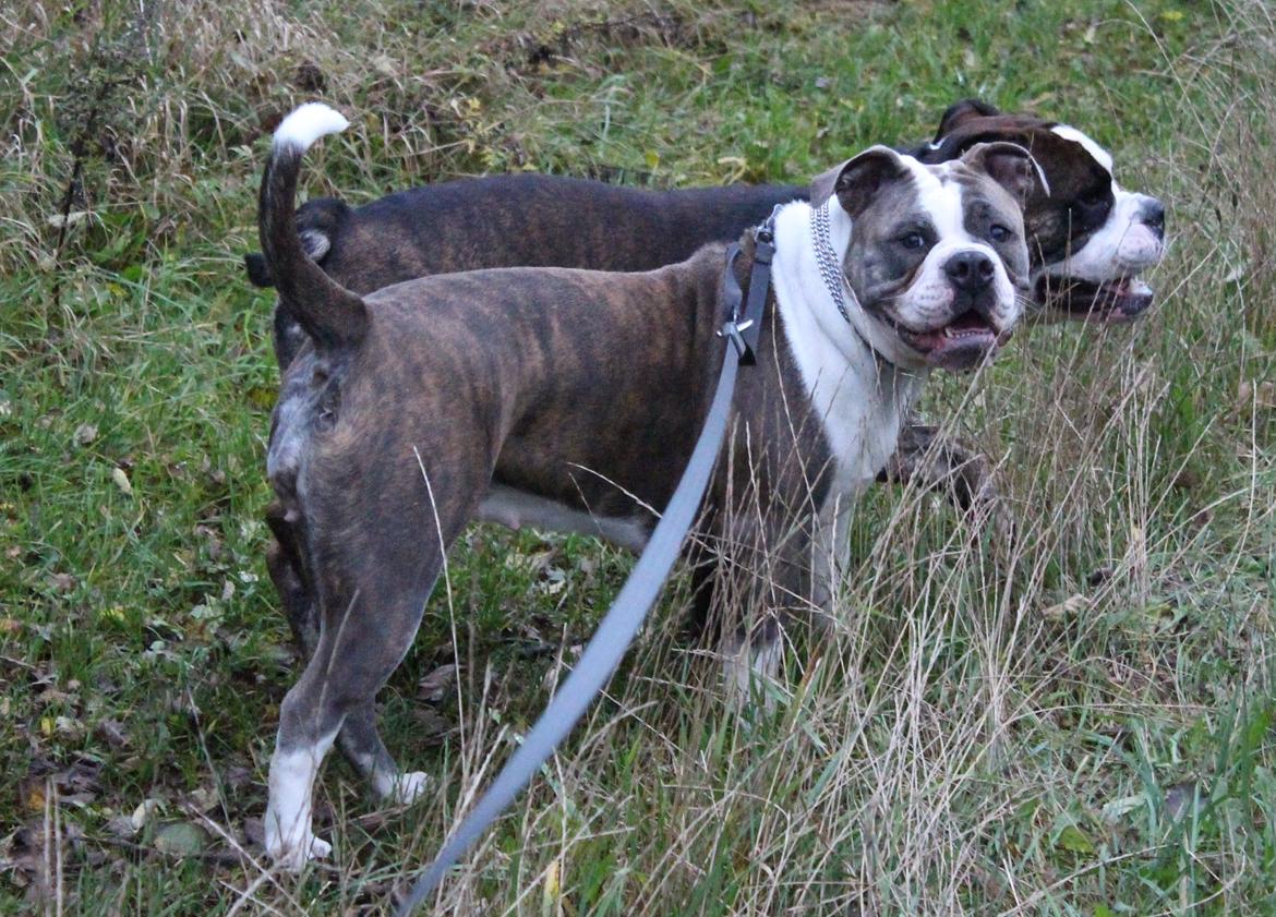 Olde english bulldogge DiamondBulls Anastasia aka "Åse" - 11 mdr billede 47