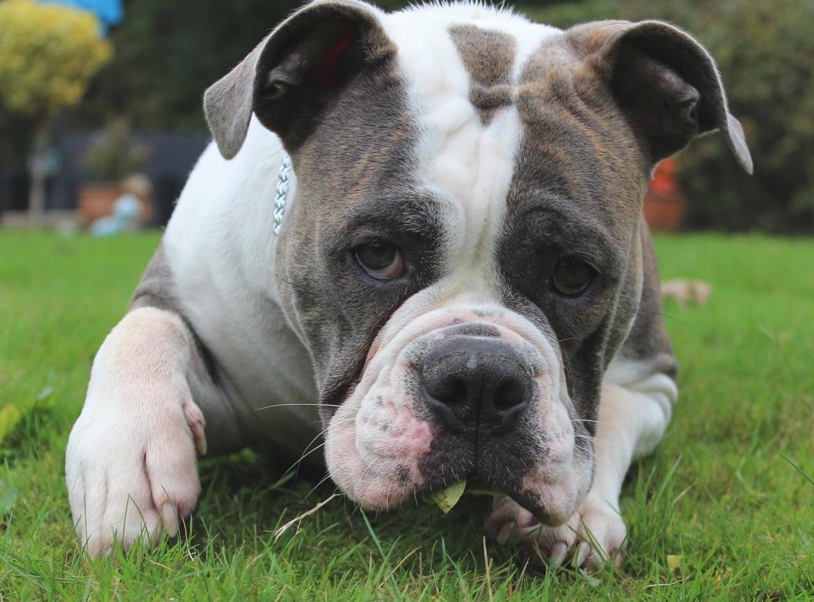 Olde english bulldogge DiamondBulls Anastasia aka "Åse" - 11 mdr billede 2