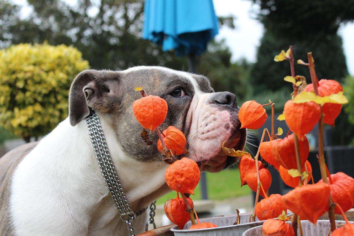 Olde english bulldogge DiamondBulls Anastasia aka "Åse" - 11 mdr billede 48