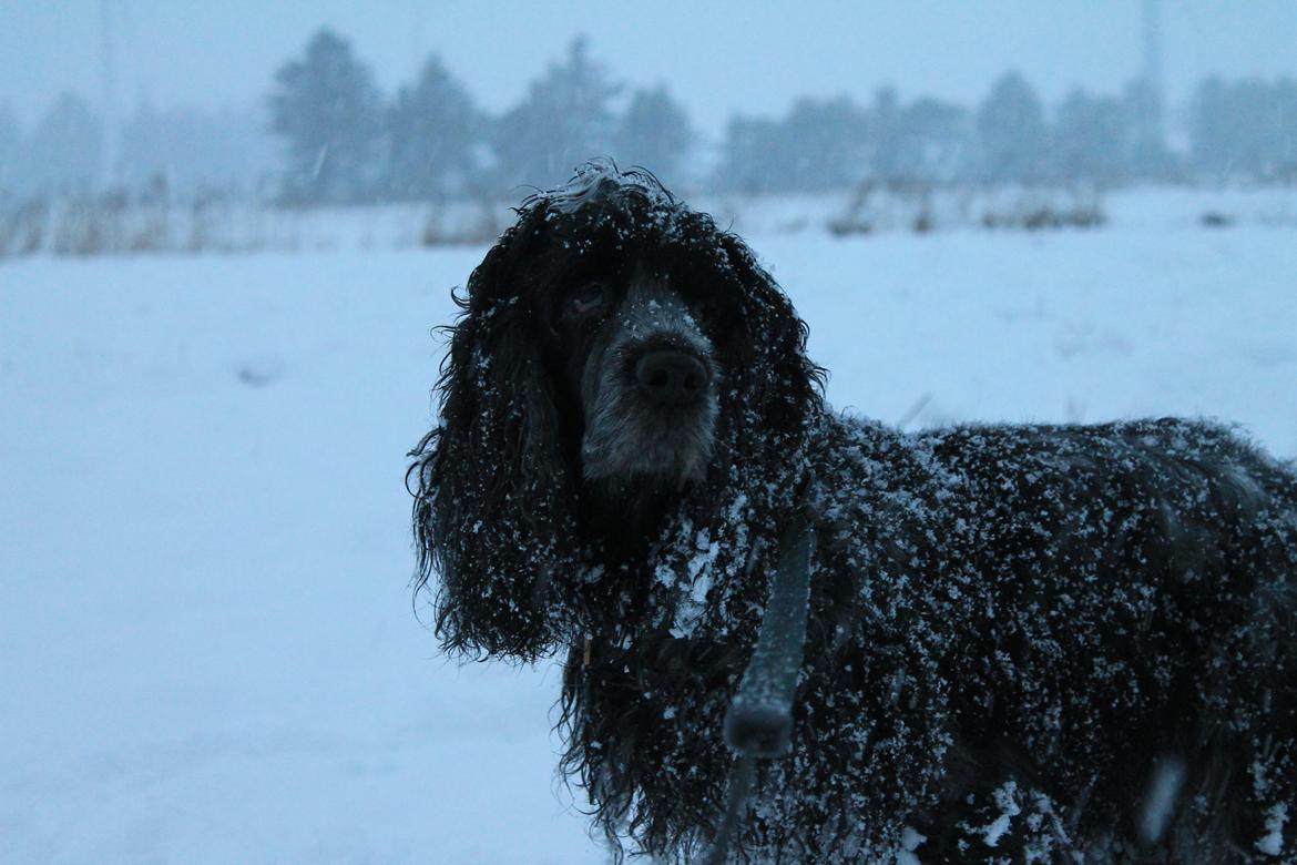Cocker spaniel Sille billede 1