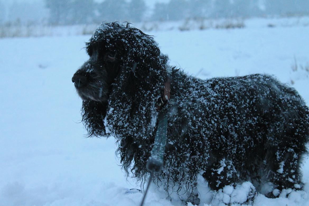 Cocker spaniel Sille billede 2