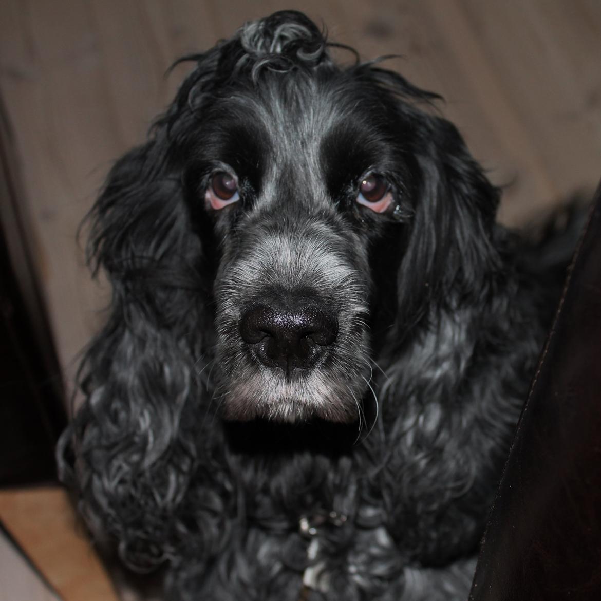 Cocker spaniel Sille billede 3