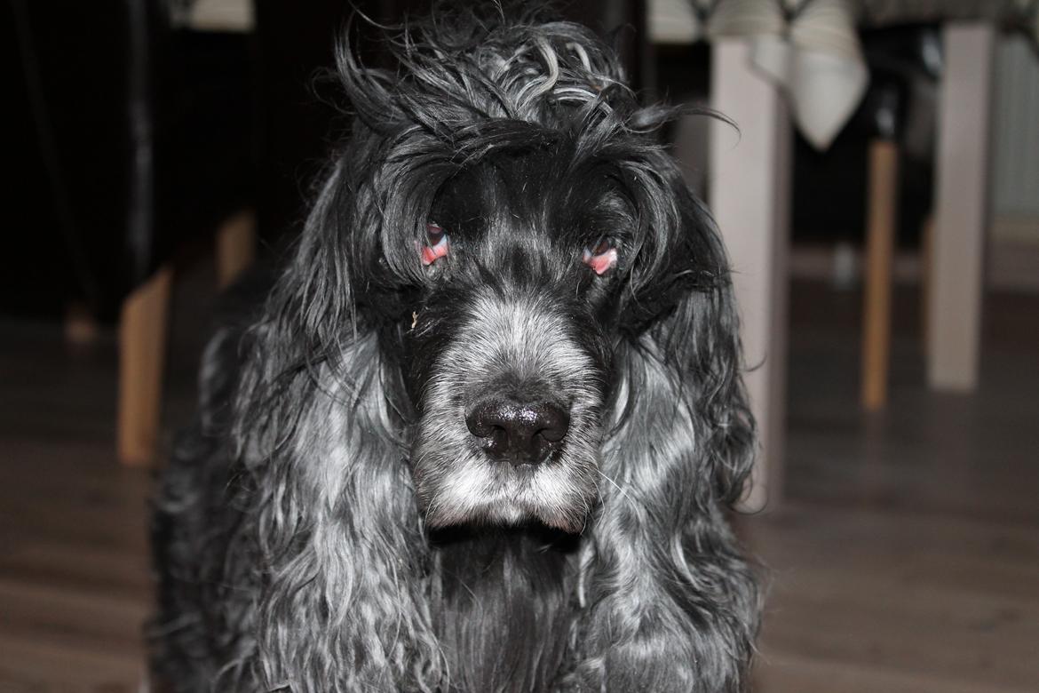 Cocker spaniel Sille billede 4