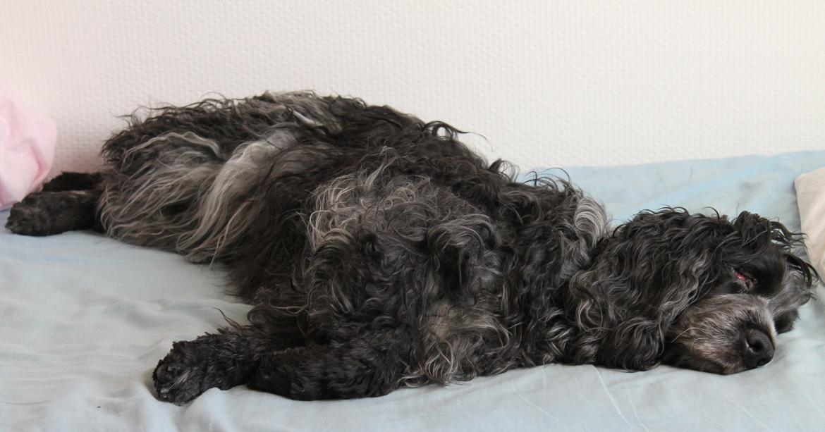 Cocker spaniel Sille billede 5