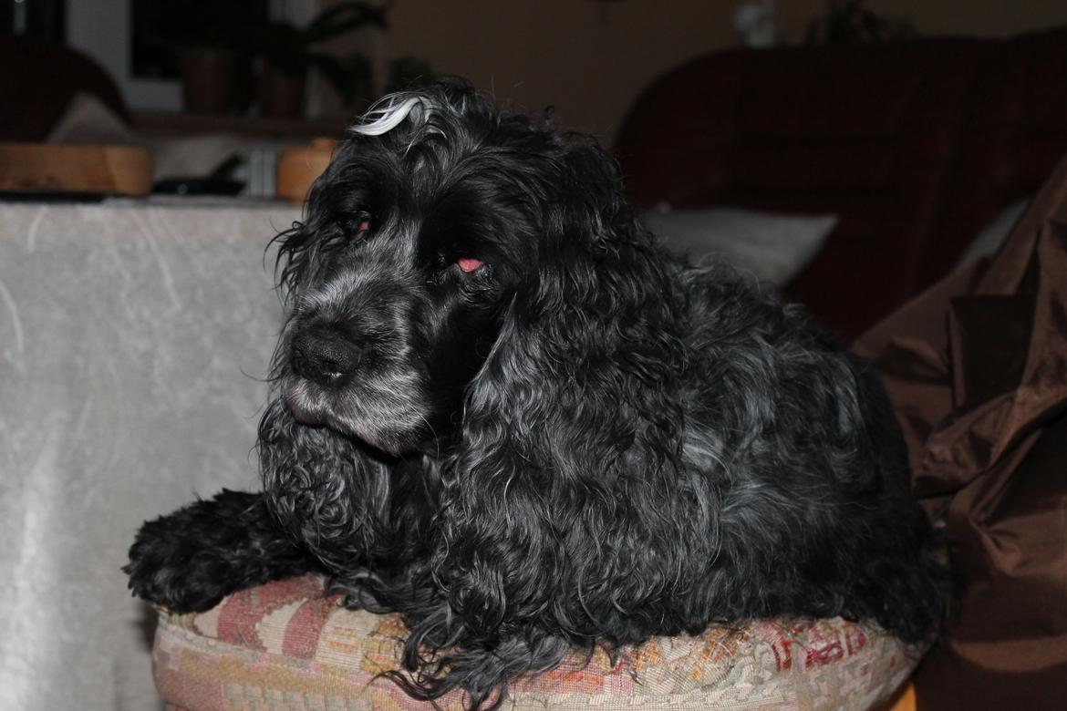Cocker spaniel Sille billede 6