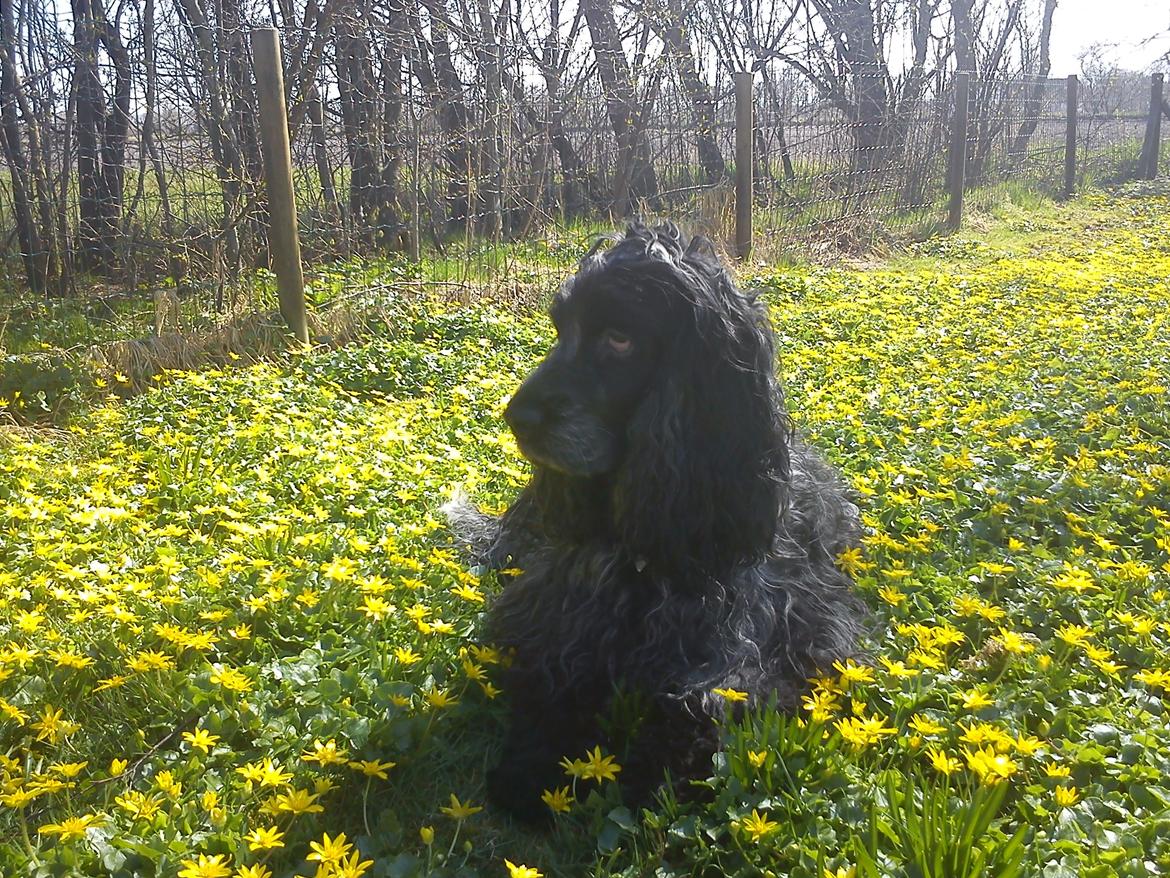 Cocker spaniel Sille billede 7