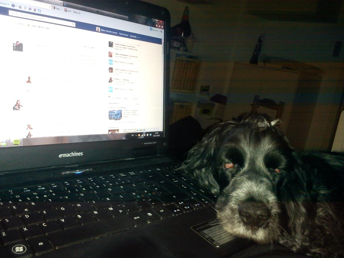 Cocker spaniel Sille - Ja, en computer kan da også bruges som hovedpude... billede 8