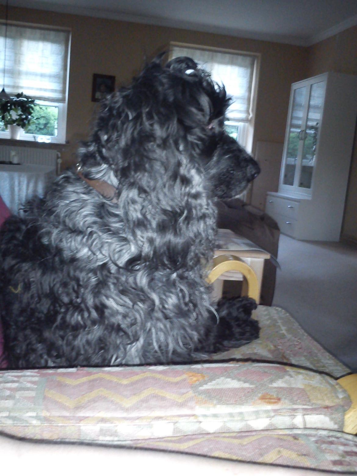 Cocker spaniel Sille billede 9