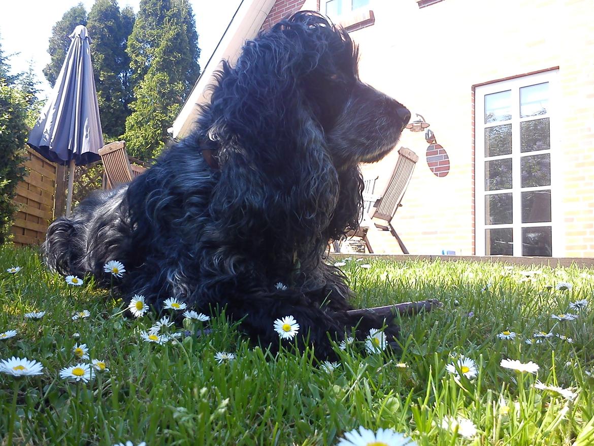 Cocker spaniel Sille billede 10