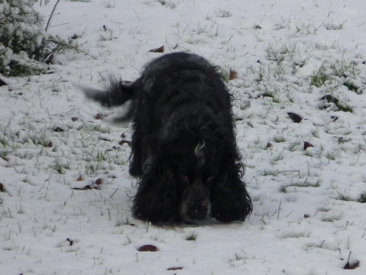 Cocker spaniel Sille billede 11