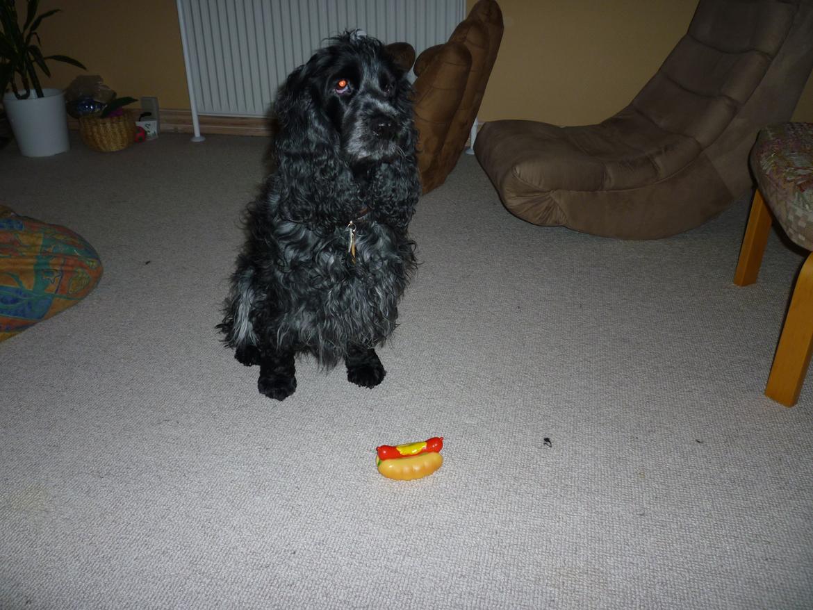Cocker spaniel Sille billede 13
