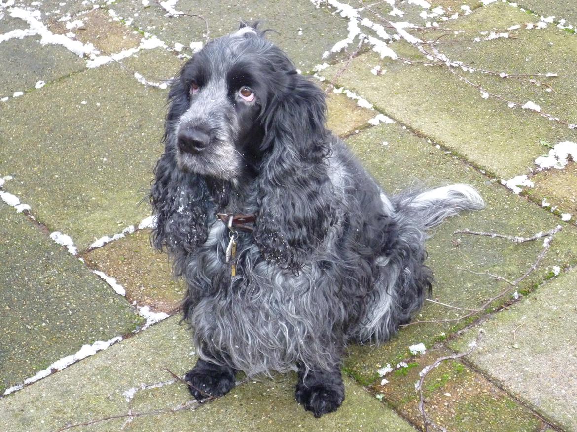 Cocker spaniel Sille billede 12