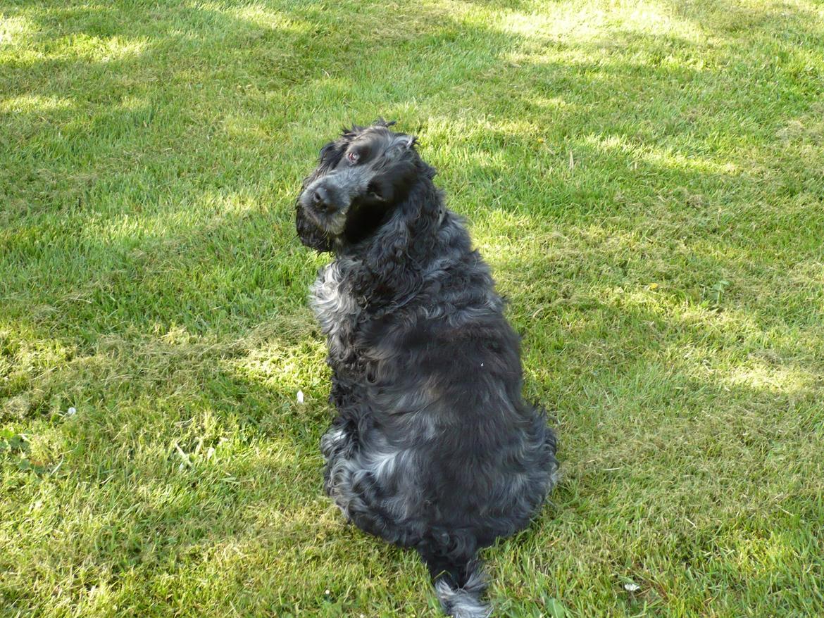 Cocker spaniel Sille billede 14