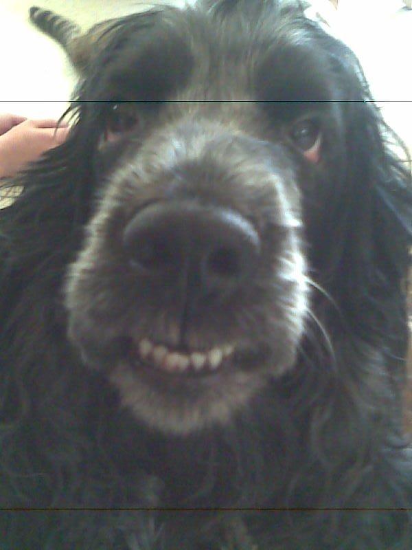 Cocker spaniel Sille - Smiiiiil billede 15