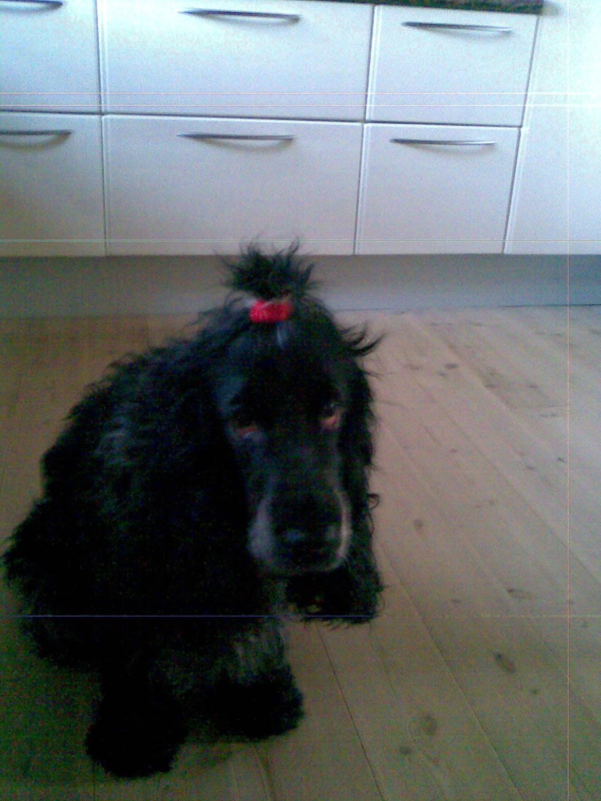 Cocker spaniel Sille billede 17
