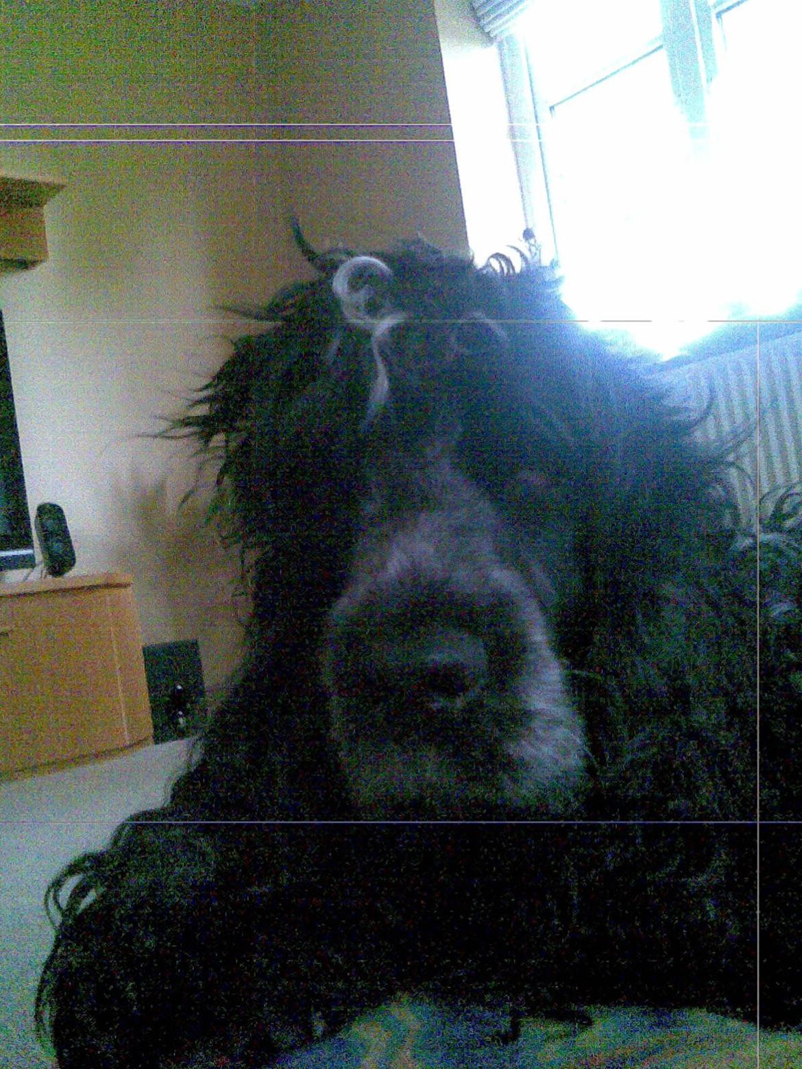 Cocker spaniel Sille billede 16