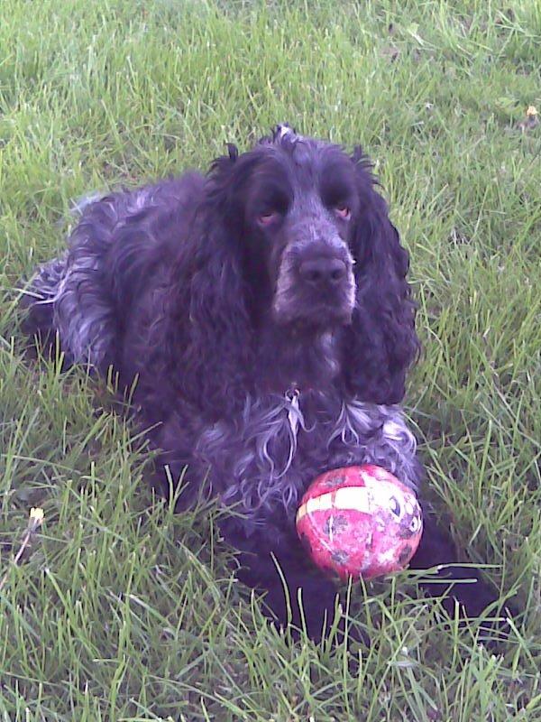 Cocker spaniel Sille billede 18