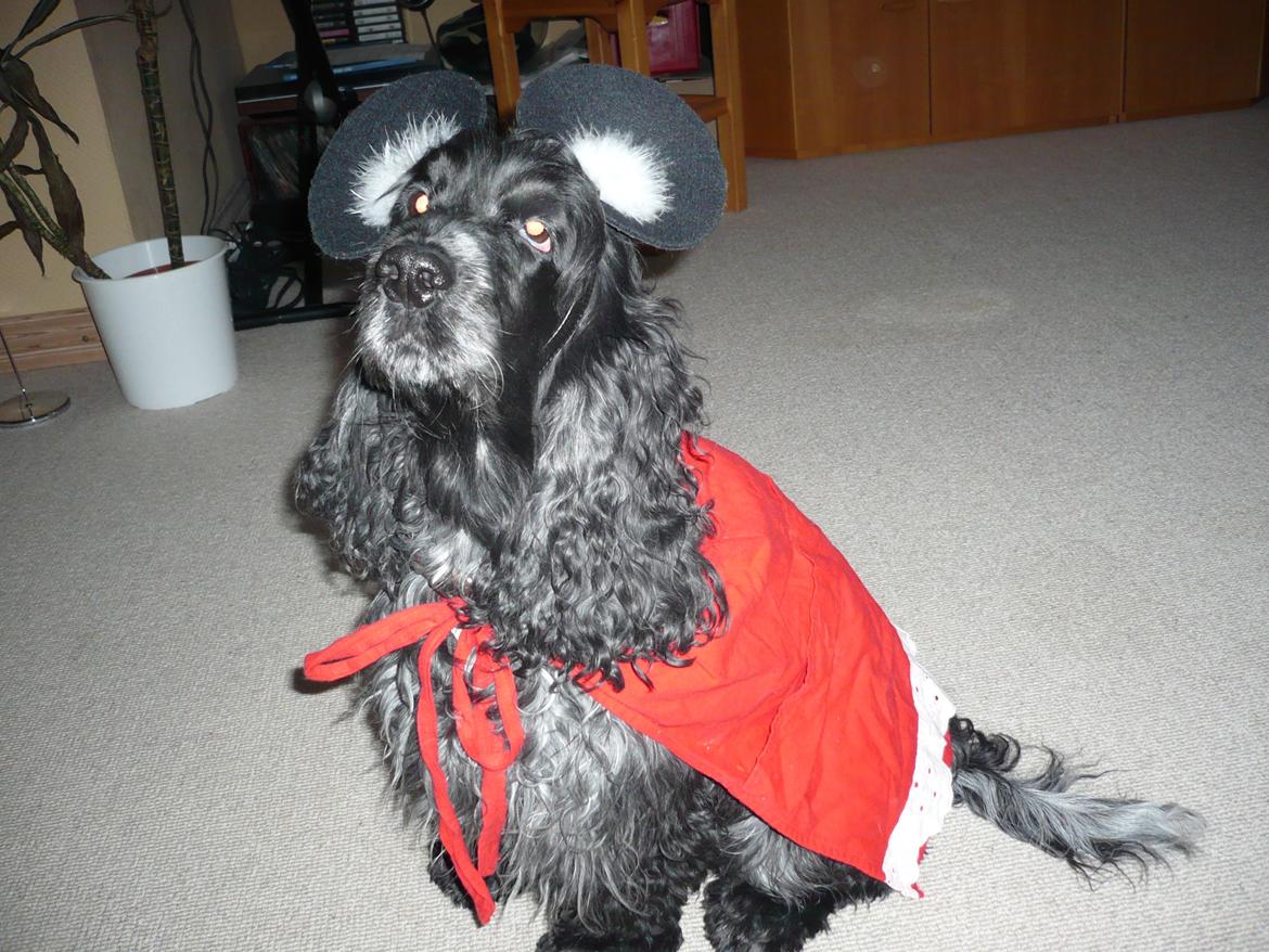 Cocker spaniel Sille billede 19