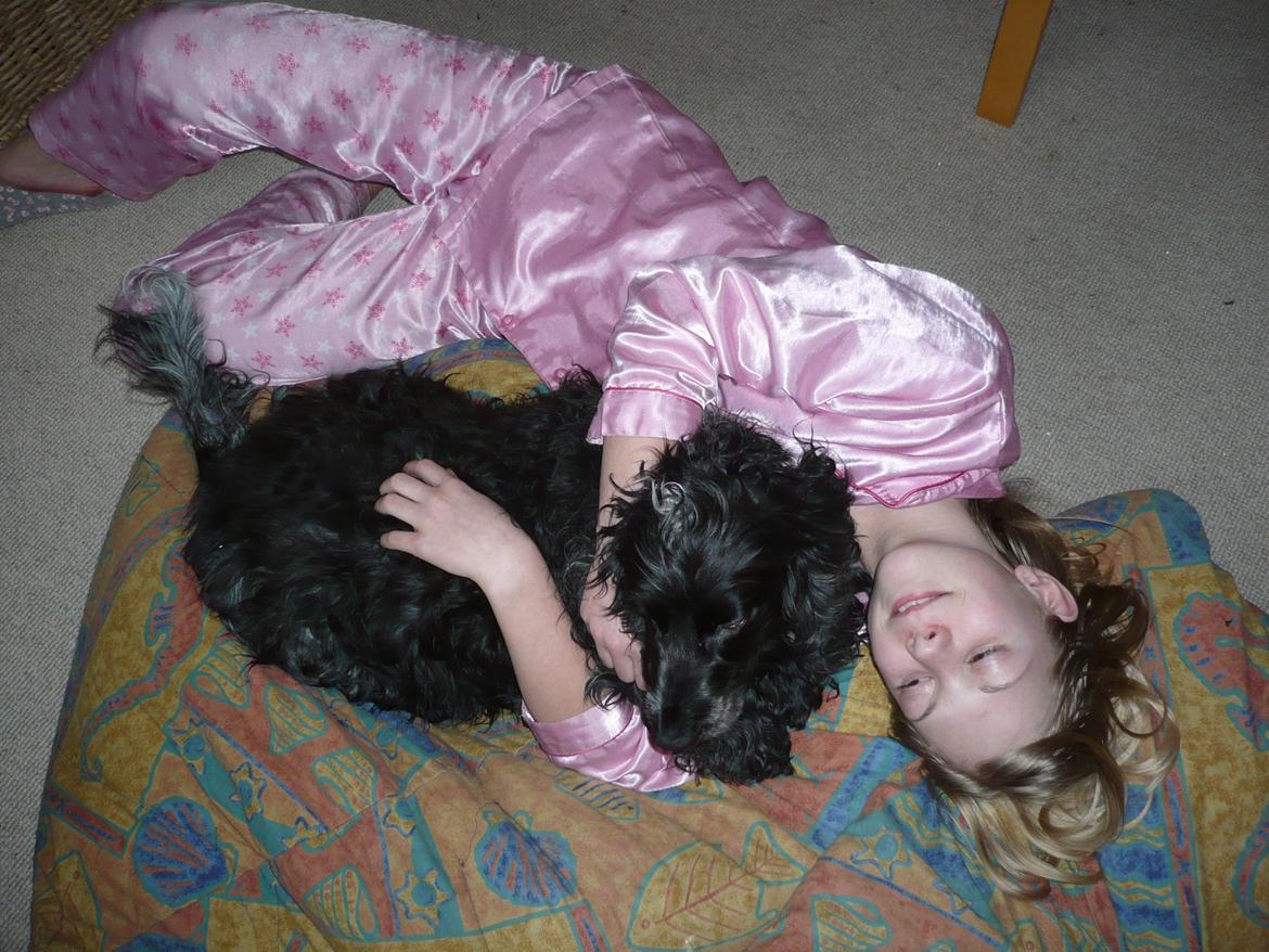 Cocker spaniel Sille billede 21